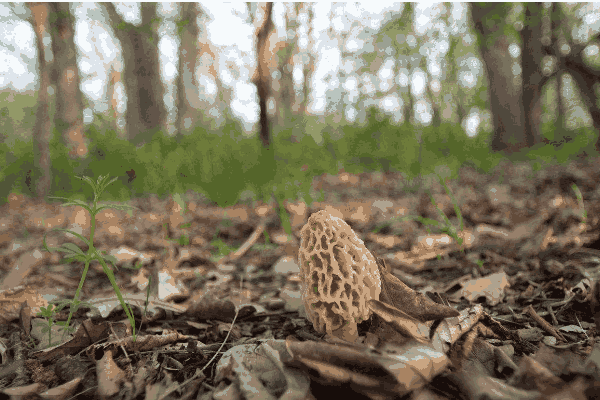 小麦怎么套种羊肚菌(小麦怎么套种羊肚菌种)